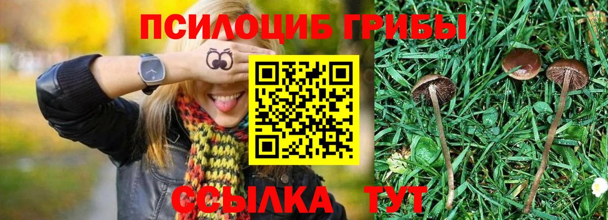 Галлюциногенные грибы Psilocybine cubensis Железноводск