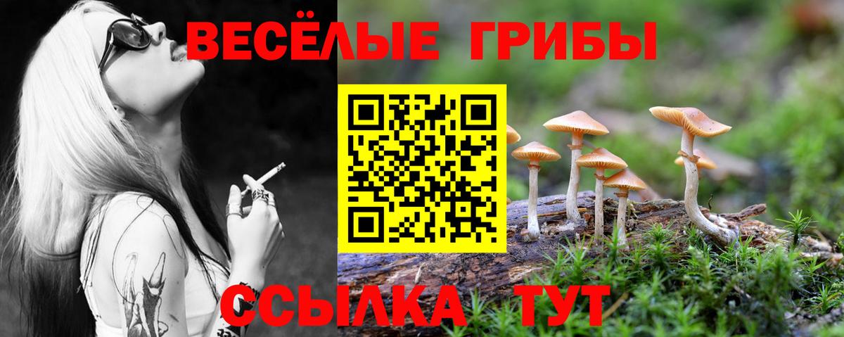 Железноводск  Псилоцибиновые грибы Cubensis  Вход с VPN 